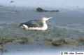 Чернозобая гагара фото (Gavia arctica) - изображение №15 onbird.ru.<br>Источник: www.amazilia.net